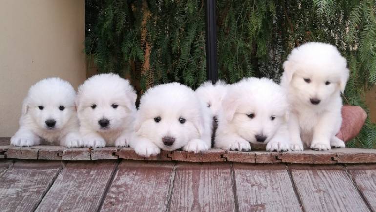 Quale cucciolo di Pastore Maremmano Abruzzese?