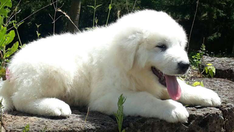 I 28 giorni del Cucciolo di Pastore Maremmano Abruzzese