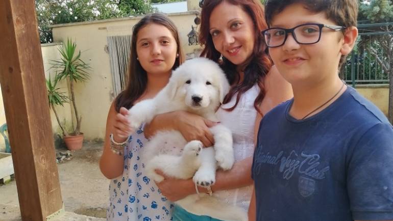 Come scegliere un bel cucciolo di pastore maremmano-abruzzese