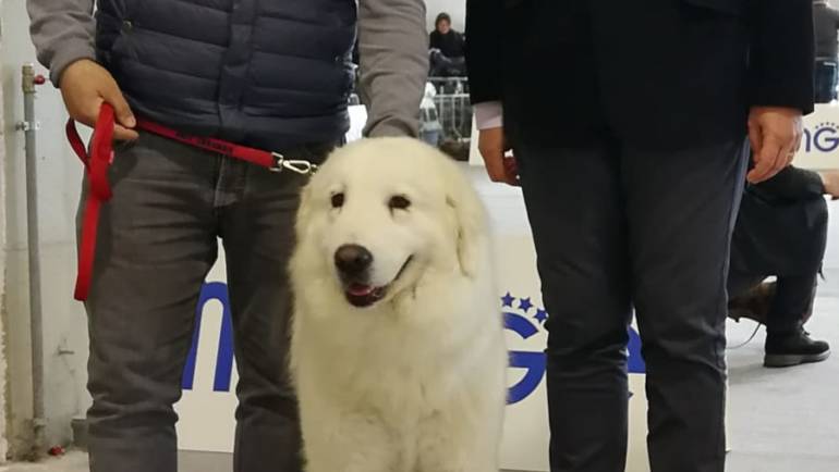 Internazionale di Matera  – Favola delle Terre d’ARNEO – 1° Classificata ECC CAC e CACIB